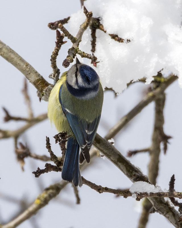 Cinciarella, di nuovo sulla neve